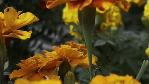 Close-up of a vibrant orange marigold flower in full bloom with soft green background