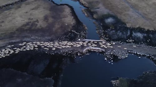 A Flock of Sheep Returning from Grazing Passes Through the Reeds
