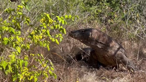 Komodo Dragon Lying in Tropical Grass