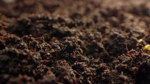 Cultivation of Agricultural Crops Timelapse of the Plant Growth Process