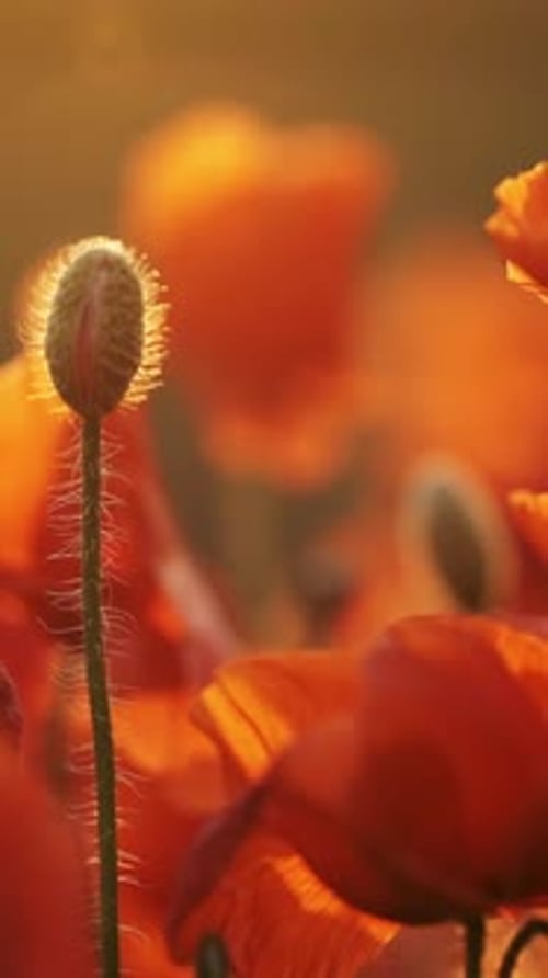 Blooming Red Poppy Flowers