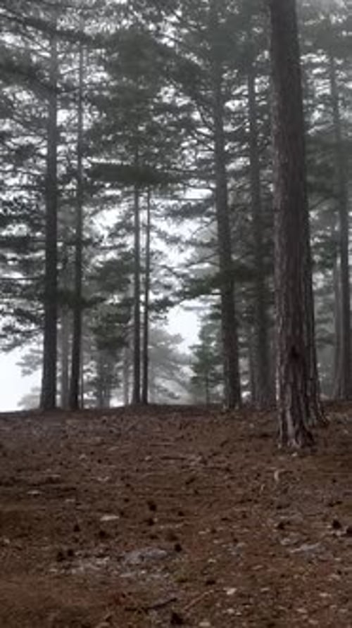 Vertical Video Misty Forest Flight Between Trees in the Foggy Forest