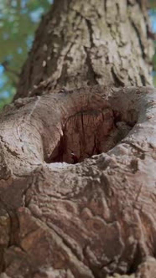 Stag Beetle Emerging from Knot Hole in Tree