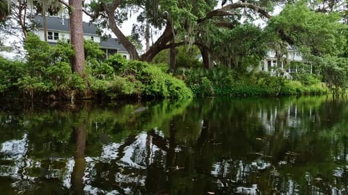 South Carolina forest clearing with distant alligator on shaded riverbank