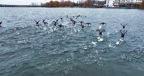 Flock of wild ducks running quickly by the river surface. Wild birds moving towards the waterfront.