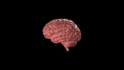 3D Human Brain Model Rotating Seamlessly on Black Background
