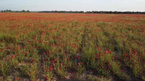 Aerial View on Poppy Field at Sunset with Red Poppies and Wildflowers Glowing in the Evening Light