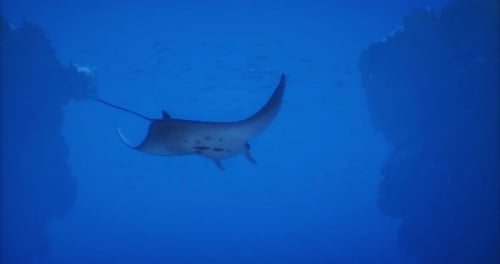 Manta Ray Glides Gracefully Through Clear Blue Ocean Waters