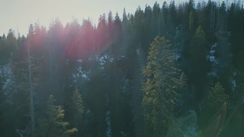 Flug über Kiefernwipfel im Morgensonnenlicht im Winter, Drohnen-Luftaufnahme