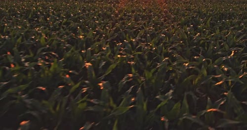 An aerial shot of corn field ripening at spring season, agricultural landscape