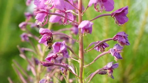 Bee Pollinating Pink Flowers on a Sunny Day