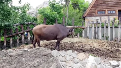 Buffles de forêt mâles et femelles à l'extérieur
