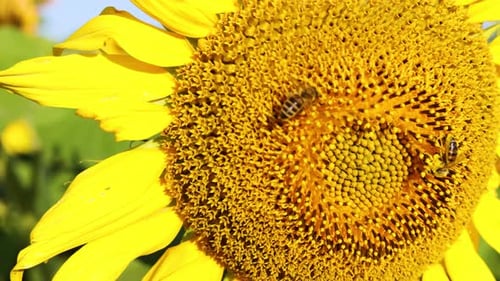 Bees Pollinating Bright Yellow Sunflower in Sunny Field