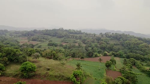 Aerial View Of Fields And Tree