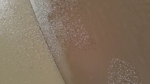 A large flock of white colored birds fly close to the water making impressive shapes and patterns