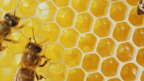 Closeup Macro Video of Bees Crafting Honey in Beehive Honeycombs Little Bees Producing Healthy Honey