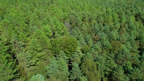Aerial view of dense forest canopy, United Kingdom.
