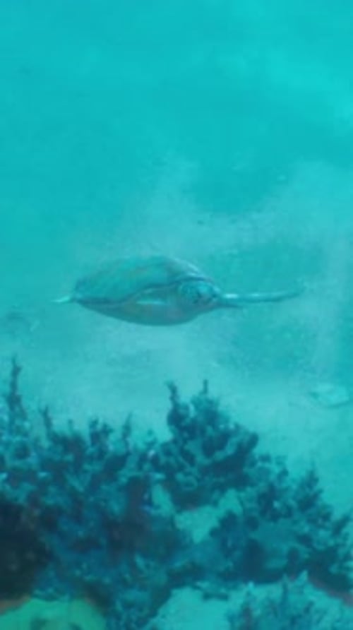 A Fish is Swimming in the Water Near Some Corals