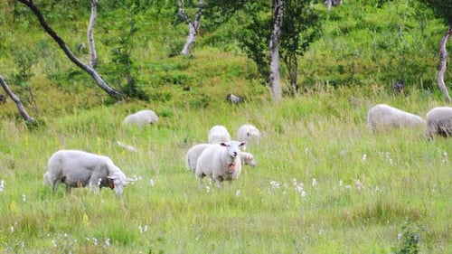 Sheep family eating grass of pasture in Norway during sunlight. Wide shot.