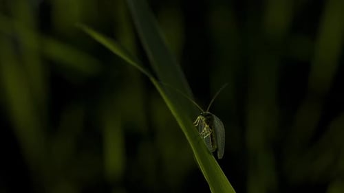 Closeup of Insect with Wings in Green Grass Creative Small Delicate Insect is Sitting on Grass Macro