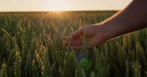 Hand Touching Green Crops in Field at Sunset
