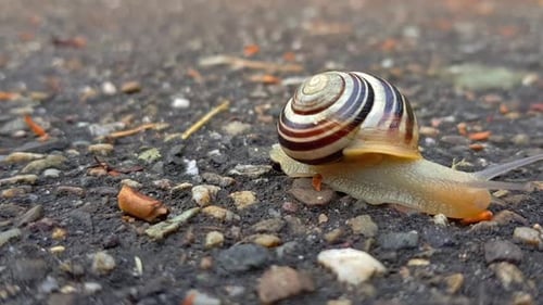 Statische Frontalansicht einer Landschnecke, die auf feuchtem, dunklem, felsigem Boden langsam aus dem Bild kriecht.