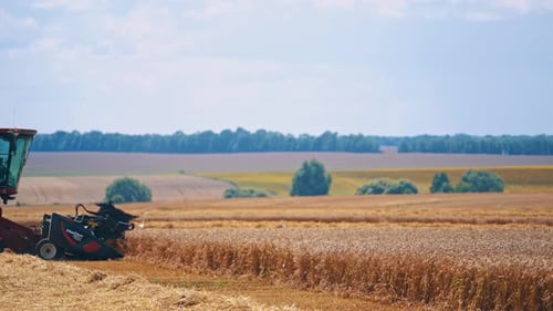 Harvester harvesting wheat. Working harvesting combine in the field of wheat