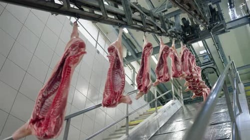 Raw Pig Carcasses Hanging in Processing Factory