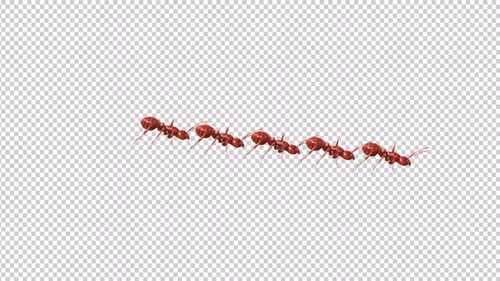 Gruppe von Ant Walk Idle Alpha-Kanälen