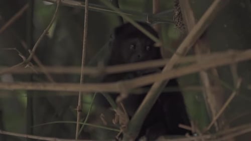 Erste Schritte zum Canopy: Der kleine Brüllaffe lernt in Chiapas, Mexiko, Klettern