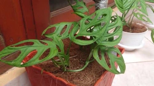 Beautiful green philodendron monstera adansonii leaves in Indonesia called daun janda bolong at home
