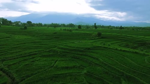 Wunderschöner Blick auf den Morgen, Indonesien, Panoramalandschaft, Wald mit Schönheit, Farbe und Himmel, natürlichem Licht