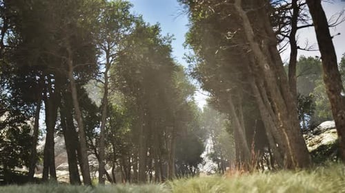 Sunlight Through Forest Trees – Cinematic Nature Background camera tracking shot