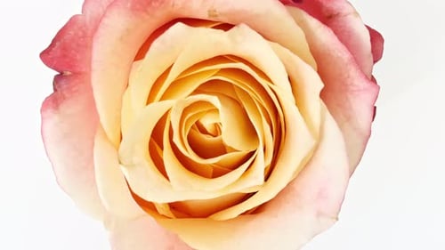 Beautiful Opening Pink Rose on White Background Petals of Blooming Pink Rose Flower Open Closeup