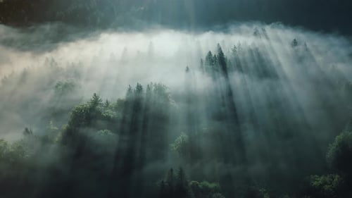 Morning ASMR fog over the magical pine tree forest.