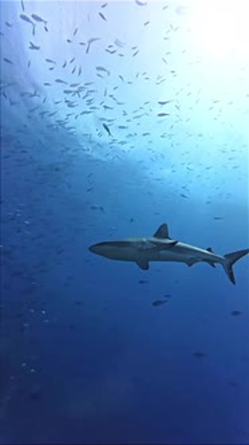 Shark Swimming Through School of Fish in Ocean