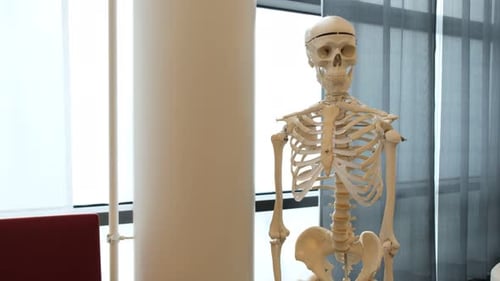 Pädagogisches Modell eines menschlichen Skeletts für Ärzte. In einem Labor ausgestellt. 4K-Zeitlupenaufnahmen