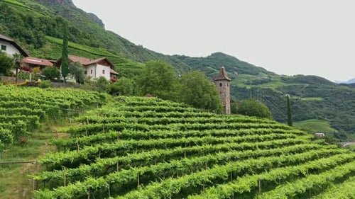 Aerial View of Vineyards Wineries Houses and Churches on the Slopes of High Mountains on a Sunny Day