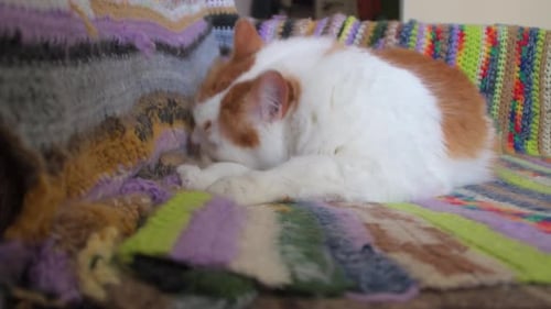 Cat Relaxing and Grooming on Knitted Blanket