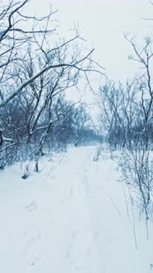 Vertical Snowy Winter Forest Reel