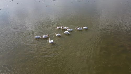 Great White Pelican