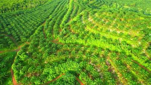 Aerial drone video of palm oil plantation on the hill