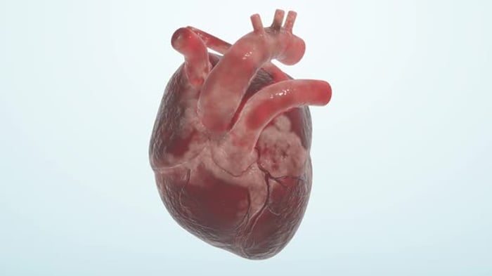 Realistic Human Heart Organ Anatomy Rotating Medical Animation ...