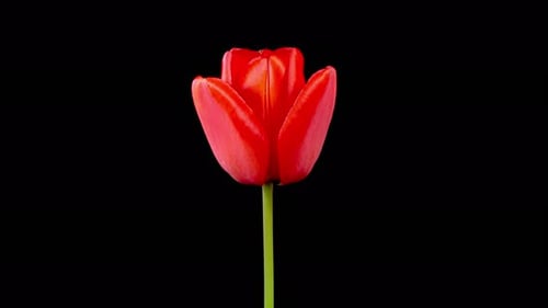 Vibrant Red Tulip Blooming in Time-Lapse