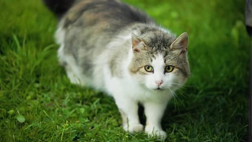 Stray Feline Enjoying the Open Air on Vibrant Green Grass