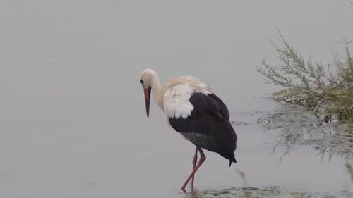 Stork in a River