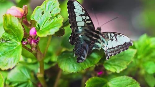 Schmetterling mit geschädigtem Flügel, der auf einer Blüte ruht und die Bemühungen zur Behandlung und Konservierung von r hervorhebt