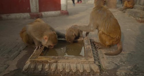 Monkey Drinks Water at Boudhanath Temple Unique Wildlife Moment in Nepal