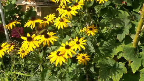 A bed of rudbeckia hirta flowers are weighing in the wind. This flower is also called black-eyed Sus
