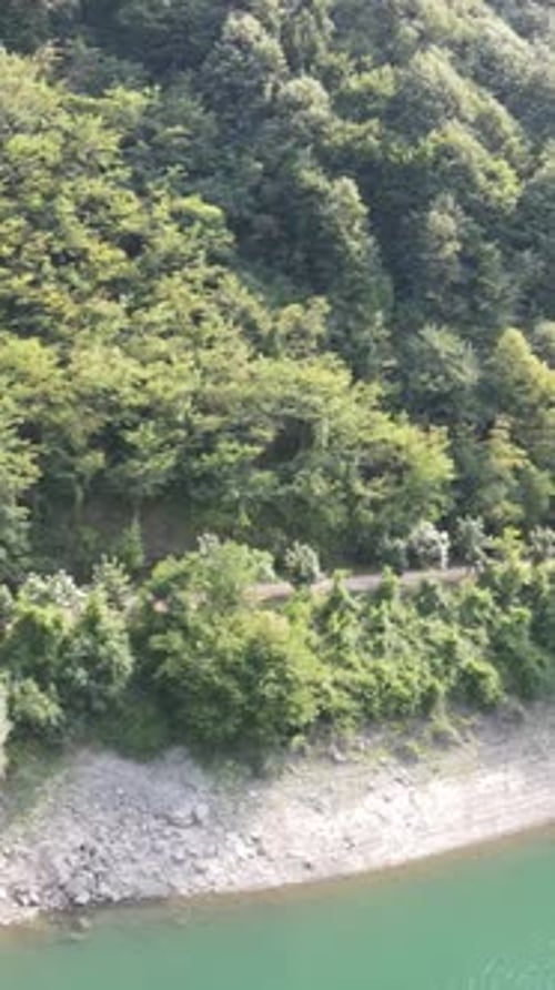 Forest By Lake Drone View